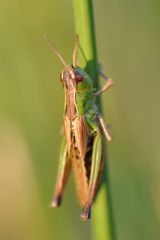 Pseudochorthippus parallelus